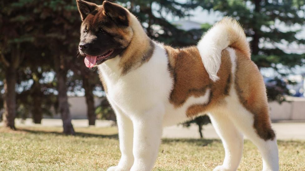 akita-dog