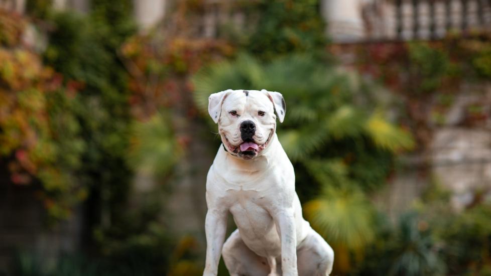 white american bulldog sitting outside