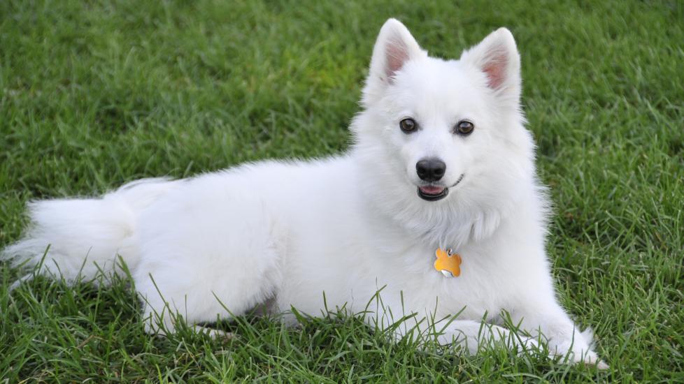 white american eskimo dog lounging in green grass