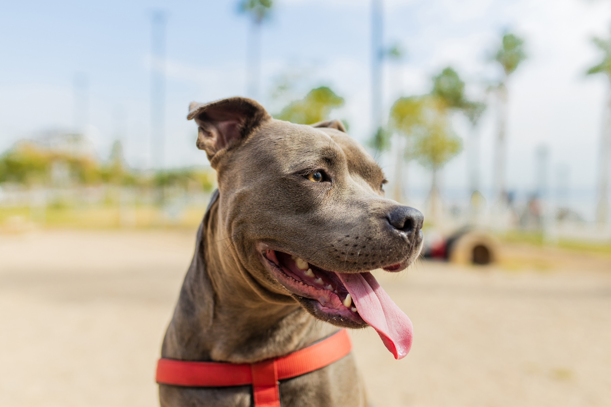 portrait of a blue pit bull terrier wearing a harness