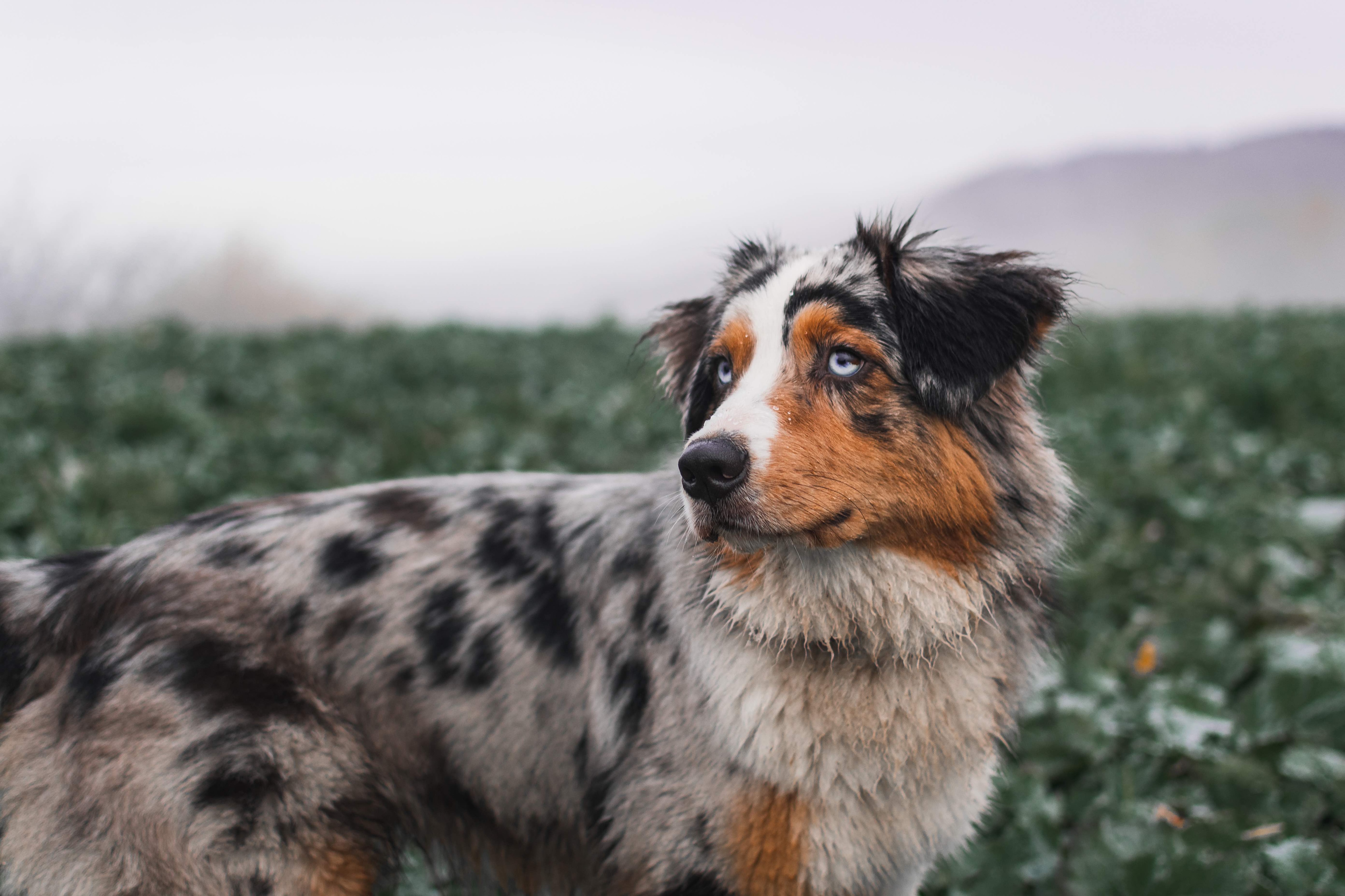 blue merle australian shepherd standing outside