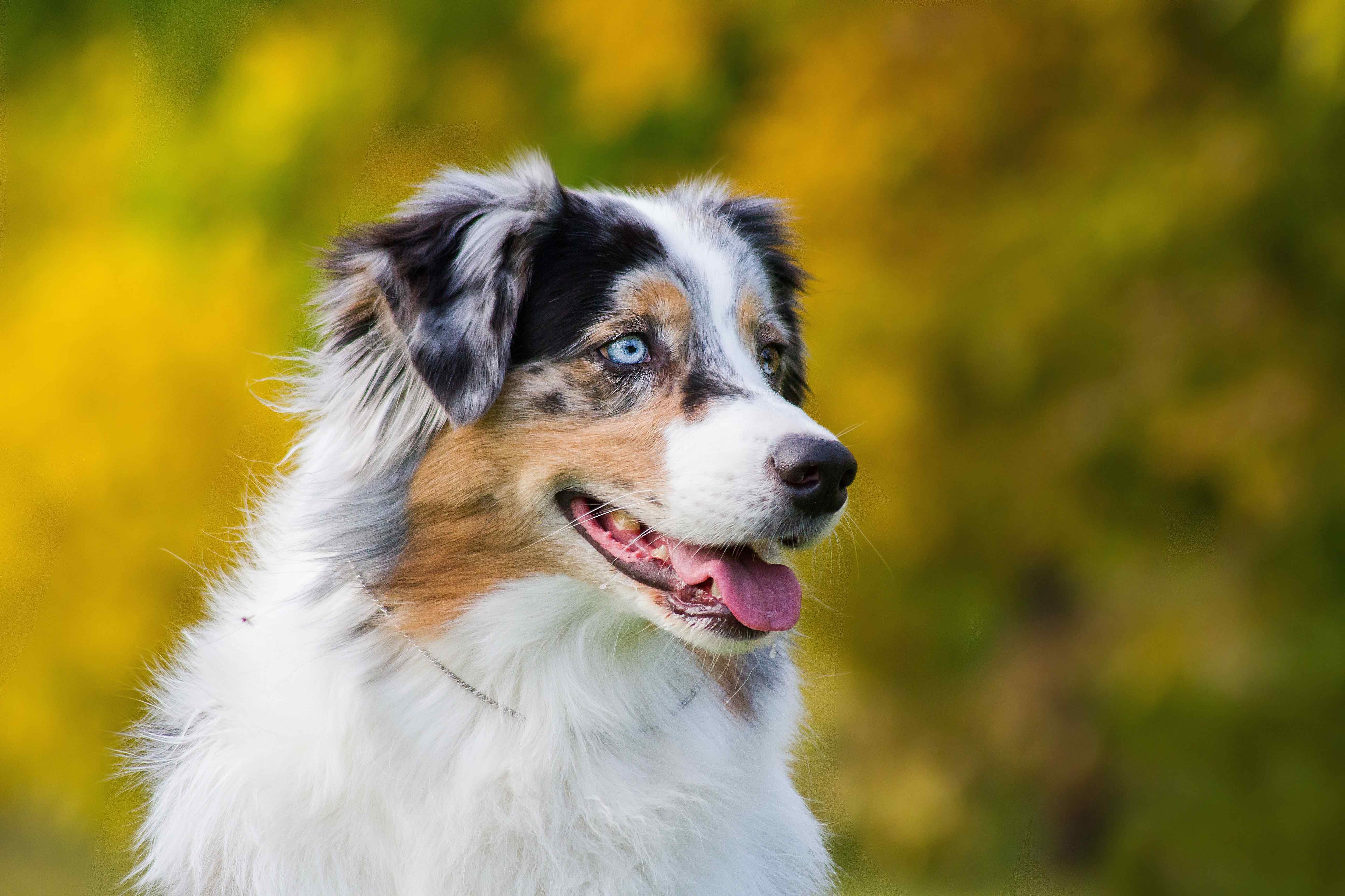 australian shepherd close-up outside in autumn