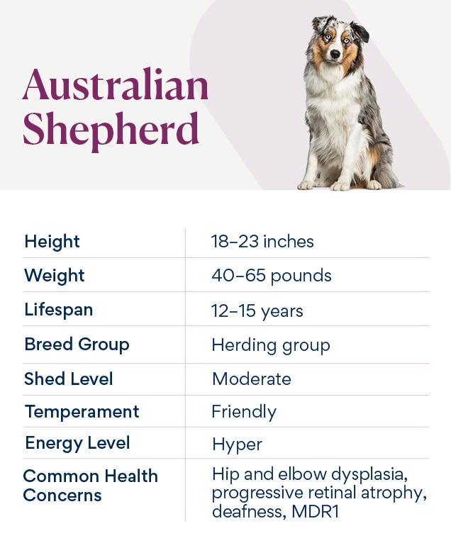 chart depicting australian shepherd traits