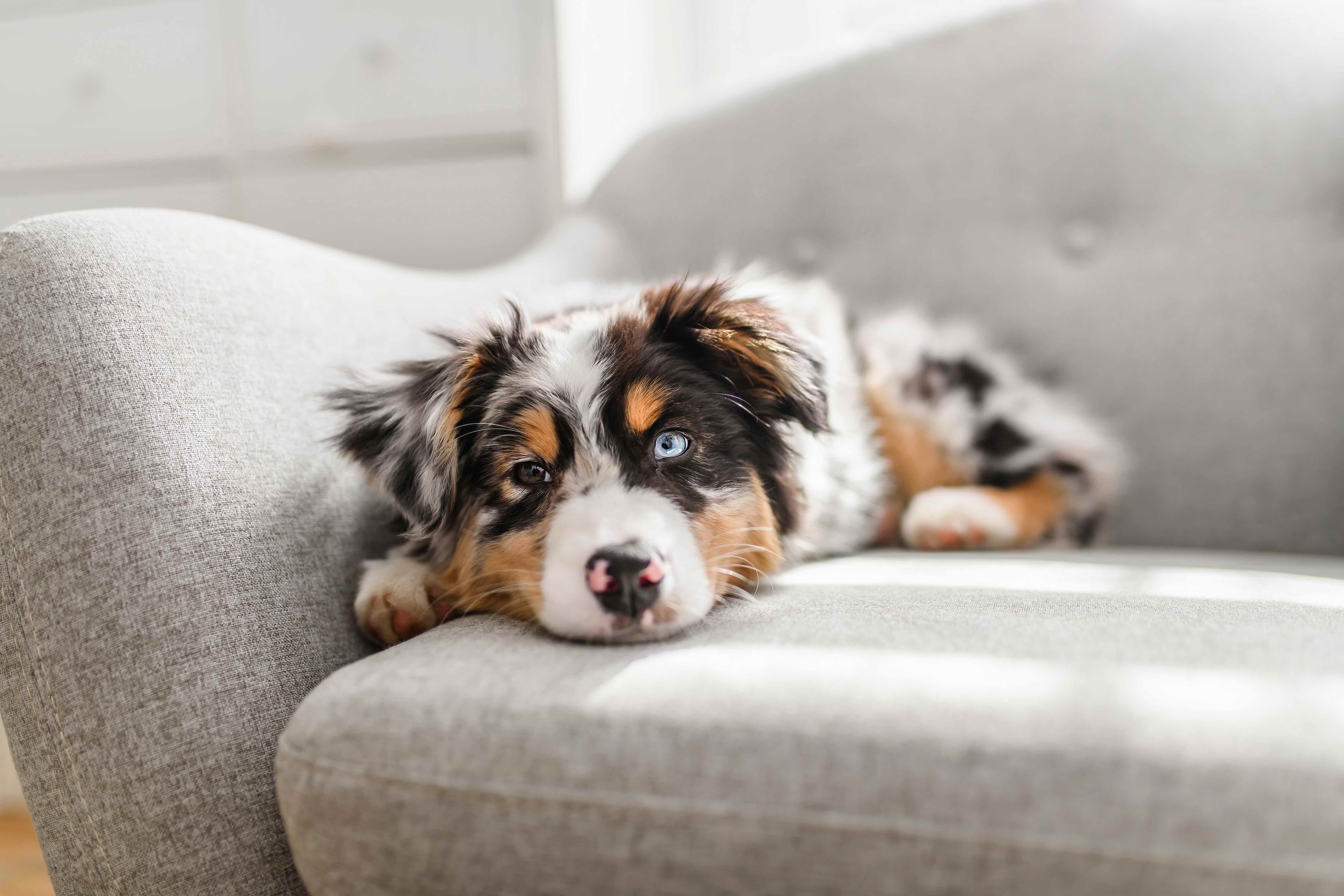 australian shepherd puppy lying on a gray couch