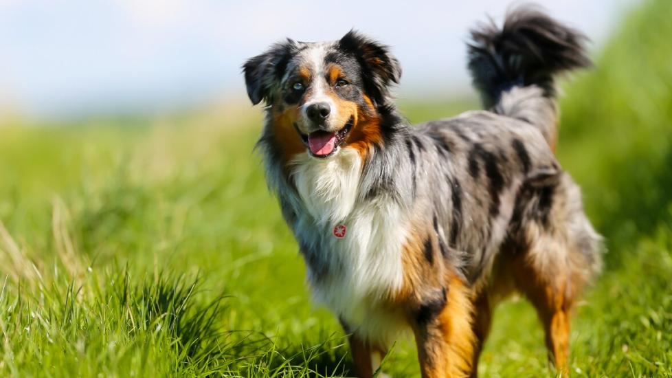 australian shepherd dog standing in grass