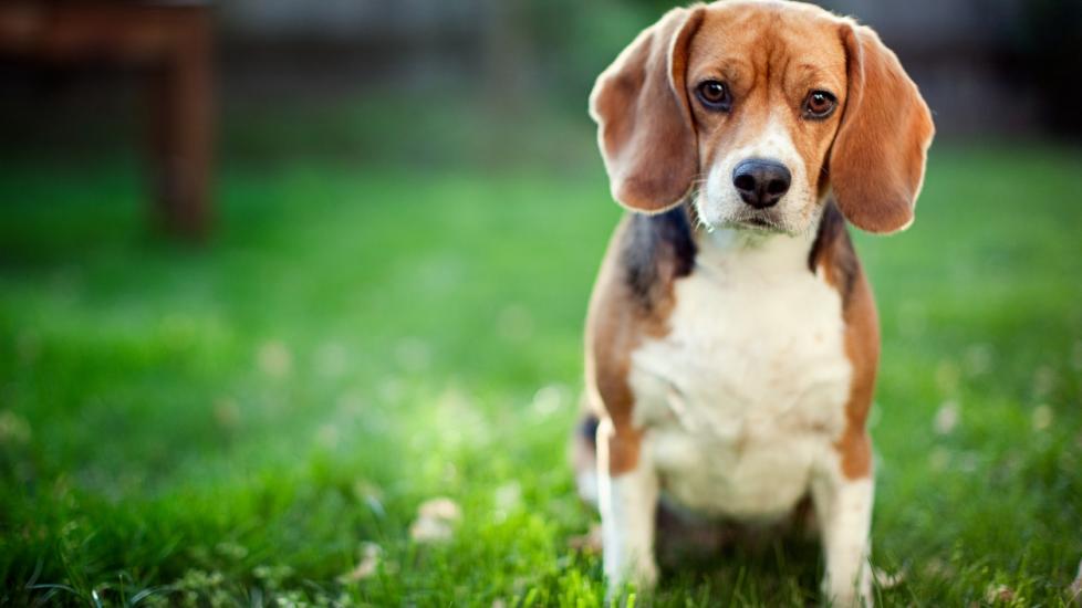 beagle-sitting-in-grass