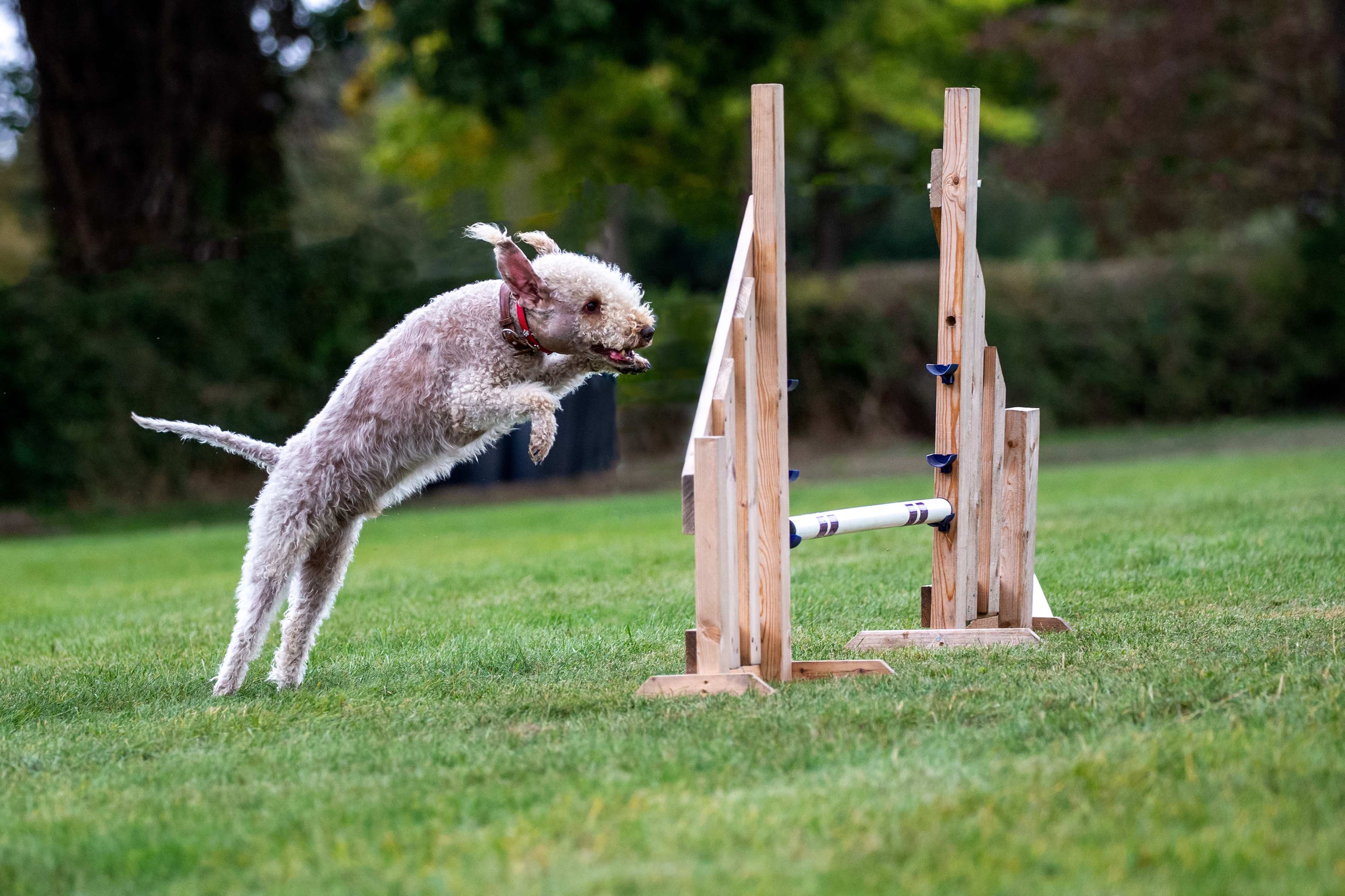 bedlington terrier jumping in an agility course