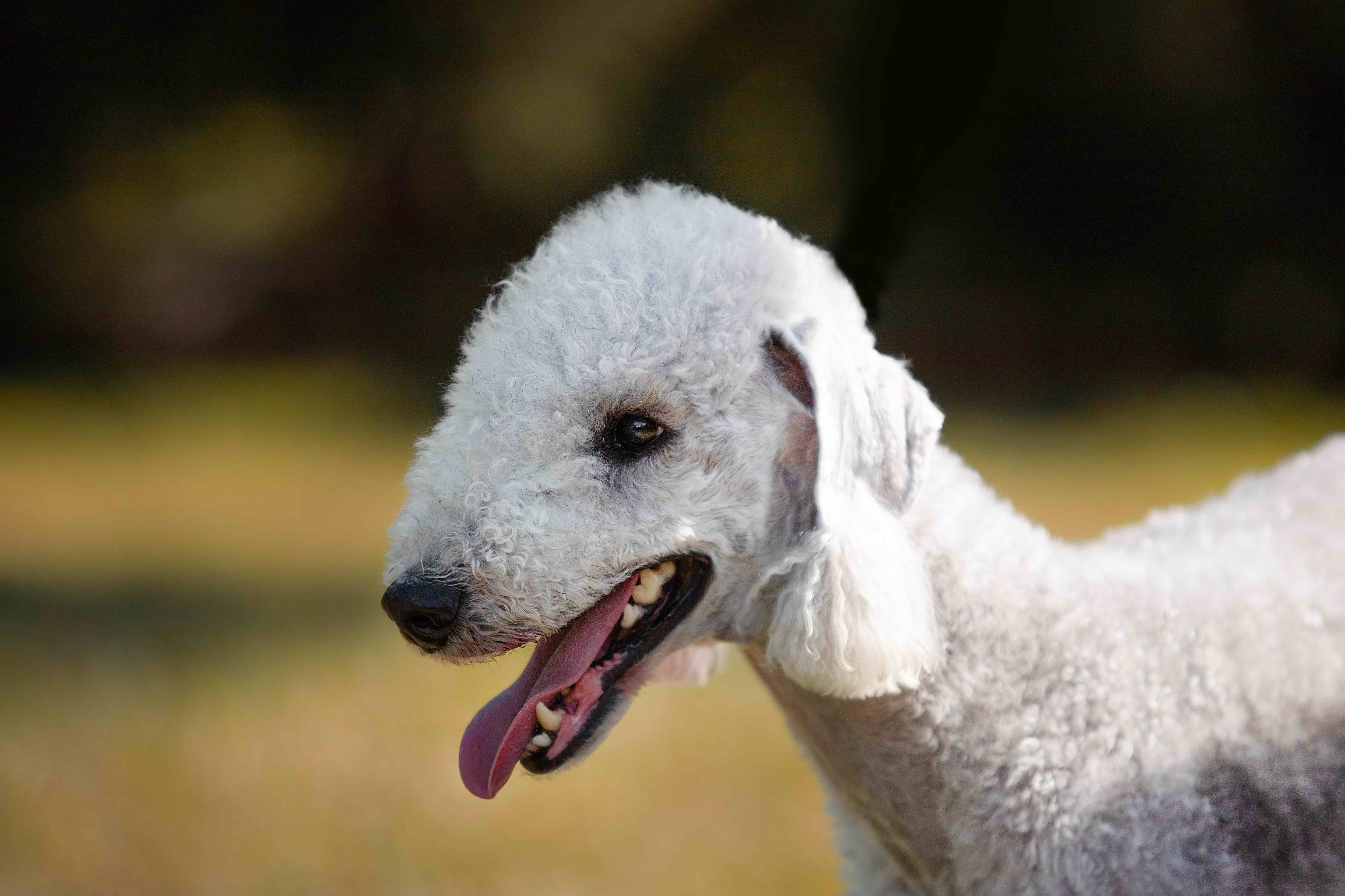 close-up of a groomed bedlington terrier with a top knot