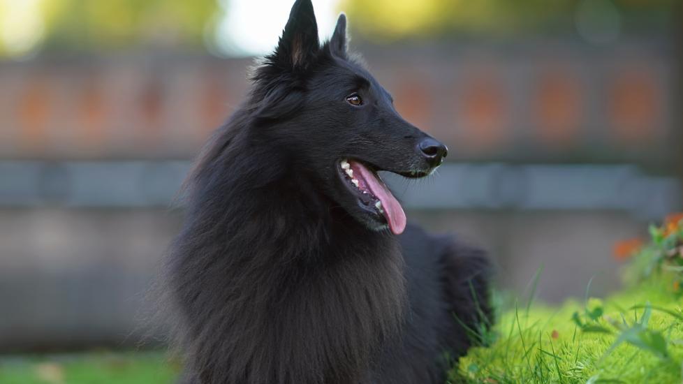 portrait of a black belgian sheepdog lying in a yard