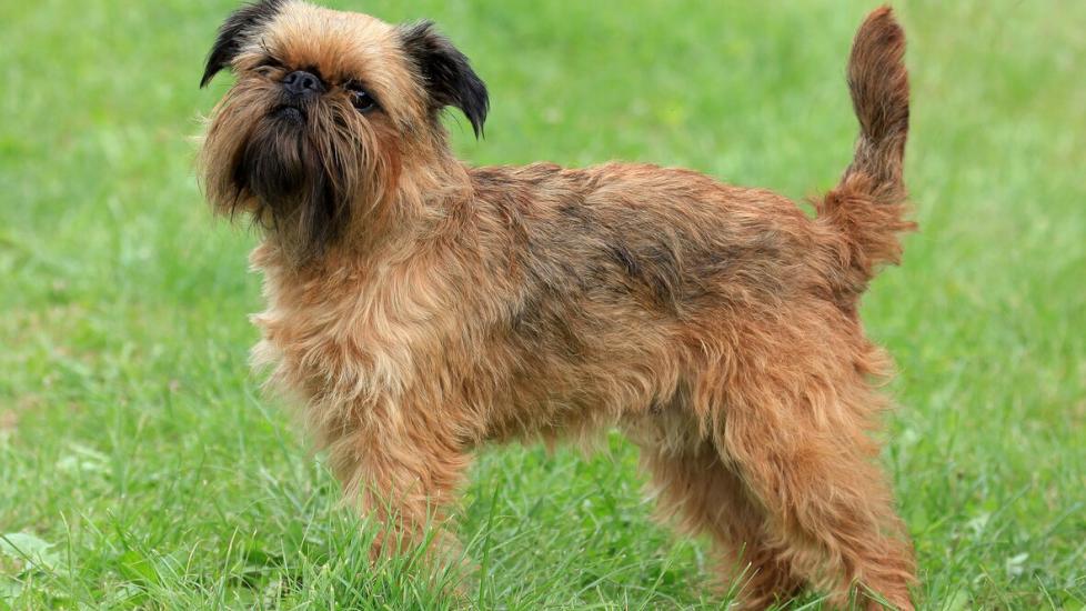 Griffon-Bruxellois-standing-in-grass