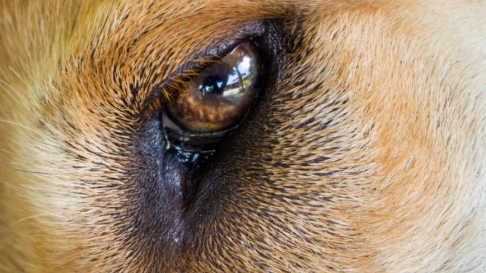 Eye Infection in Newborn Dogs