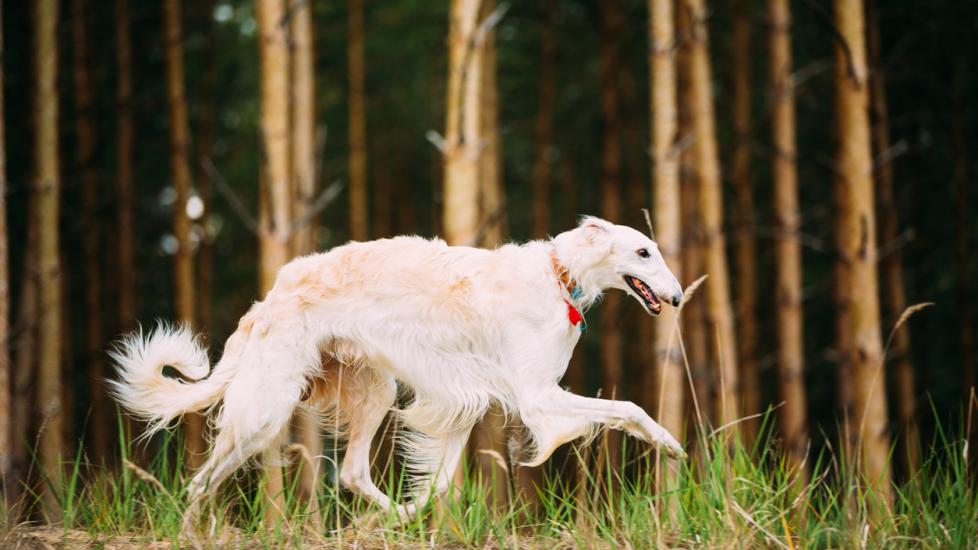 white borzoi dog trotting outside