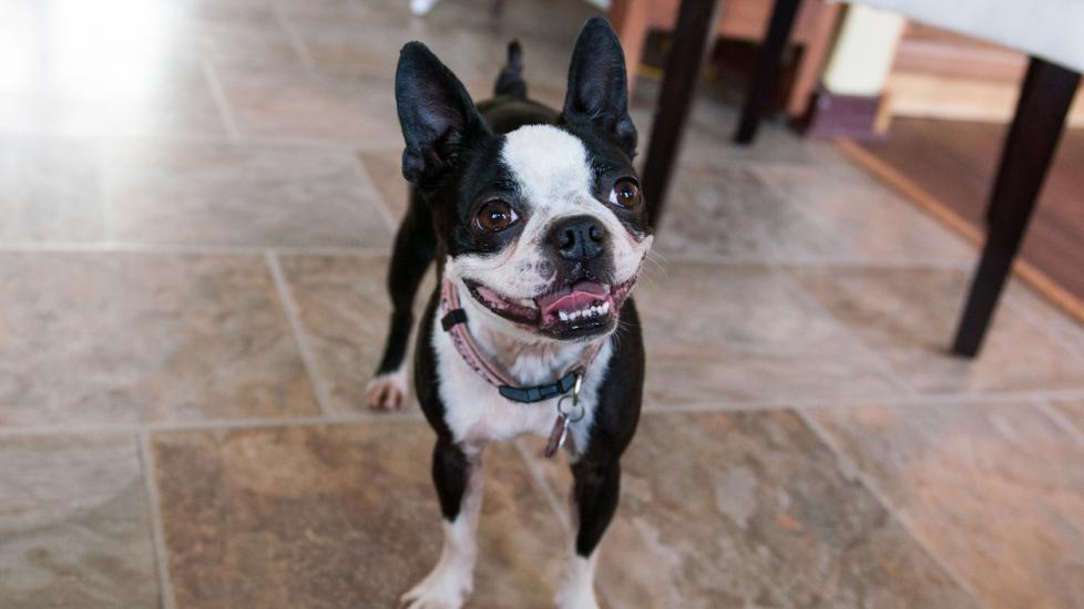 black and white boston terrier dog standing on tile floor