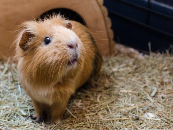 brown guinea pig in a cage