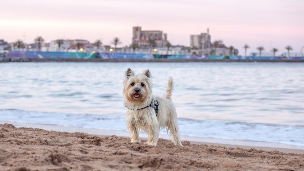 scruffy cairn terrier standing on a beach