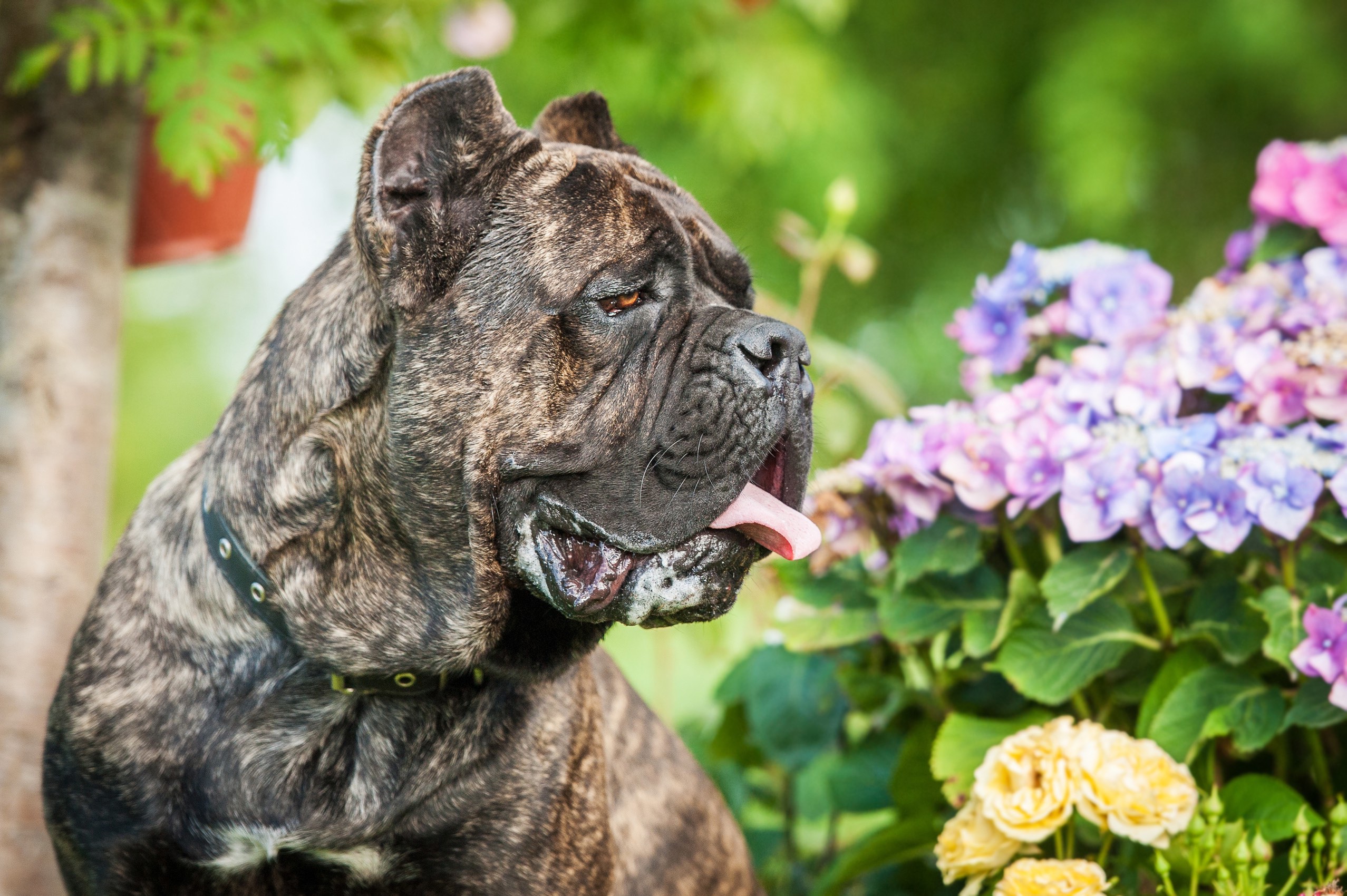 old brindle cane corso sitting in front of flowers
