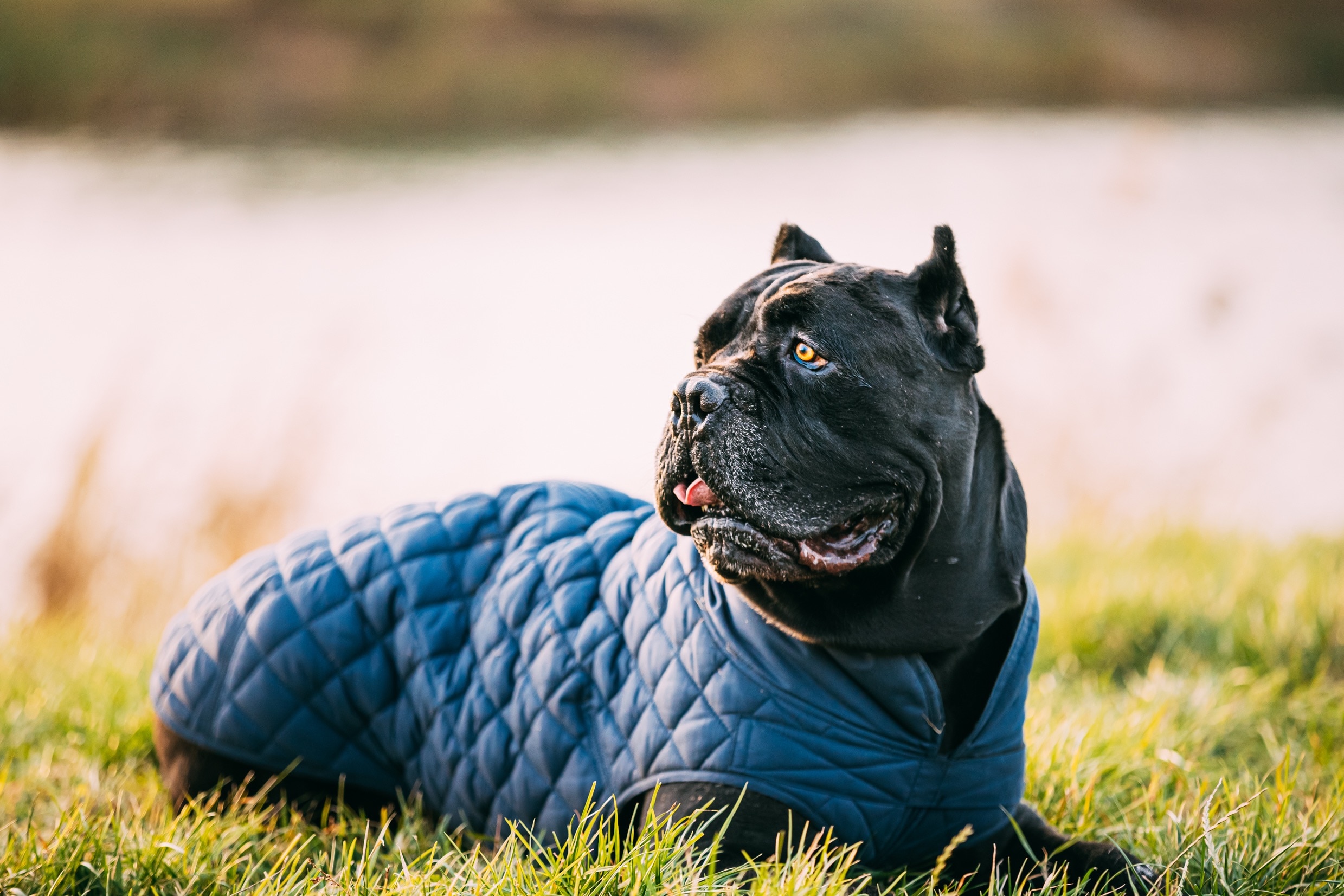 elderly cane corso dog wearing a jacket