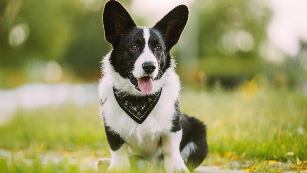 black and white cardigan welsh corgi sitting and wearing a bandana