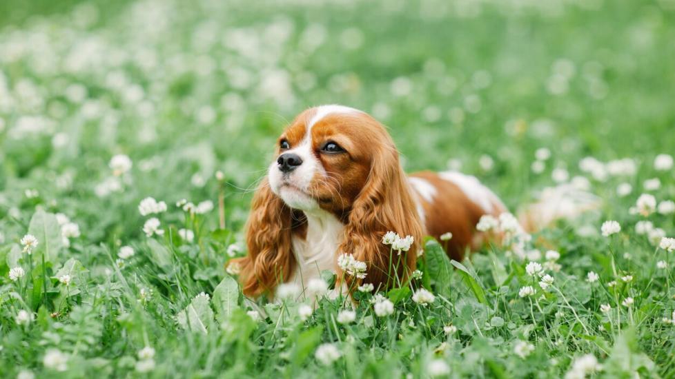 cavalier king charles spaniel lying in grass