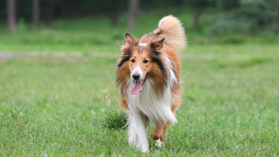 collie trotting through grass