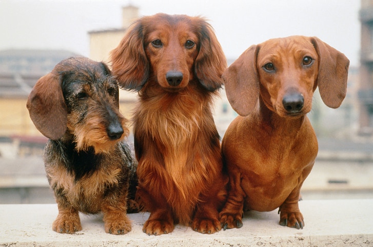 Dachshund Coat Types