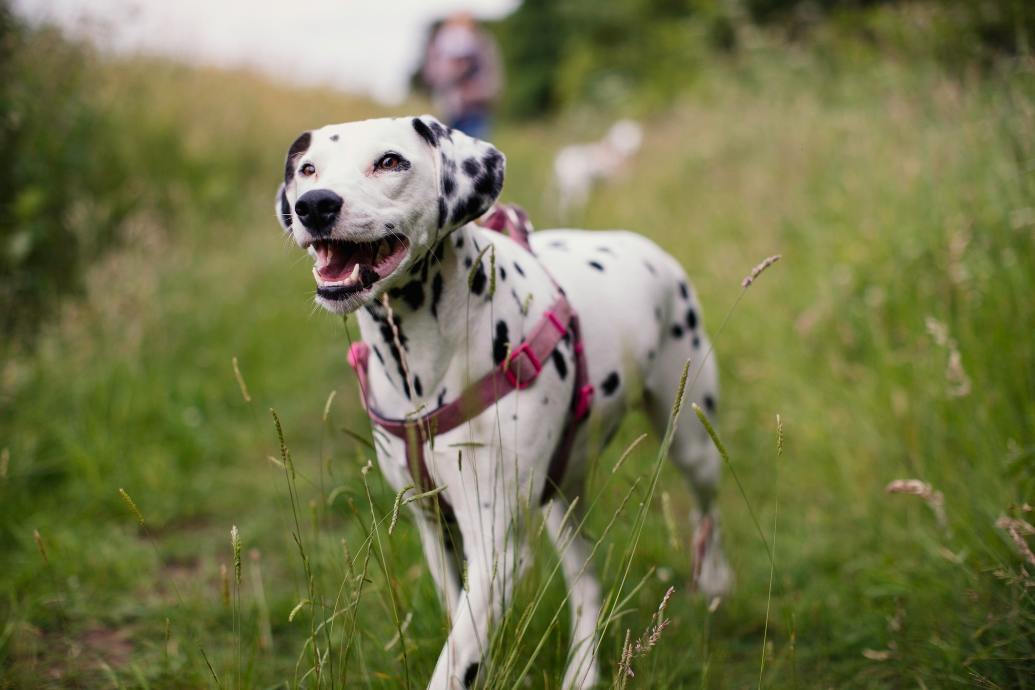 dalmatian walking through a field wearing a harness