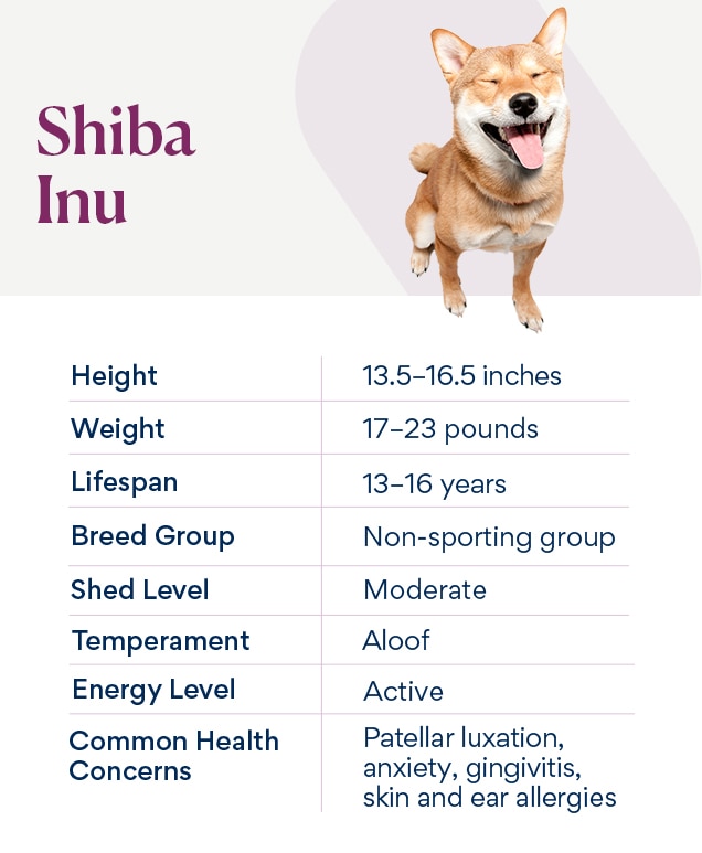 chart detailing shiba inu traits