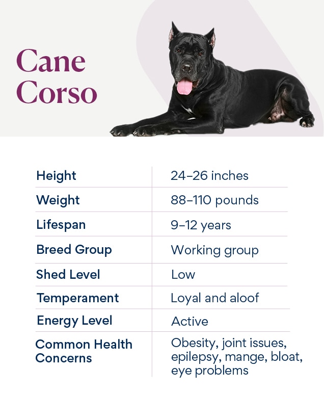 chart depicting cane corso traits