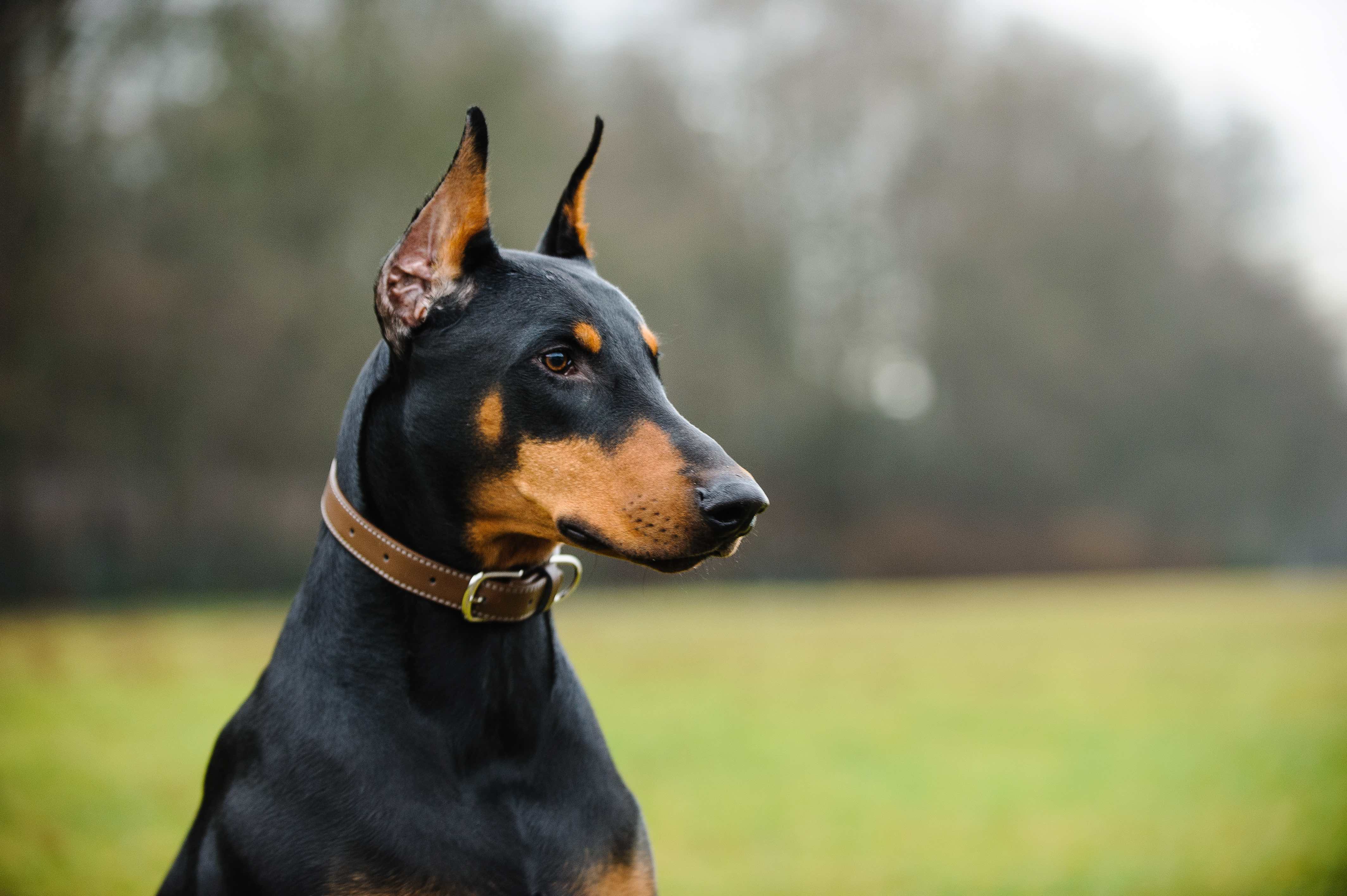 close-up of a doberman pinscher outside