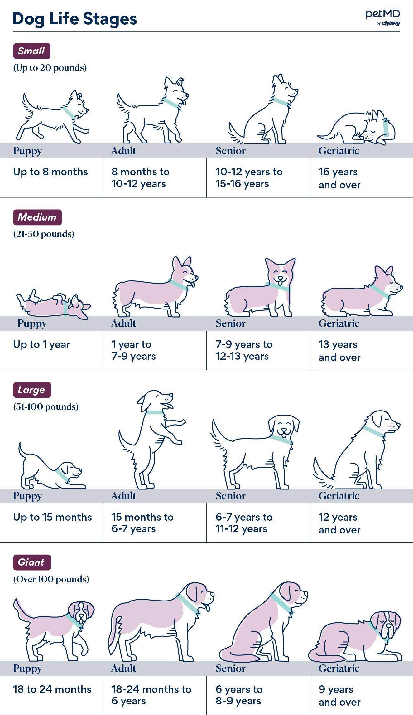 illustration-of-dog-life-stages-by-age