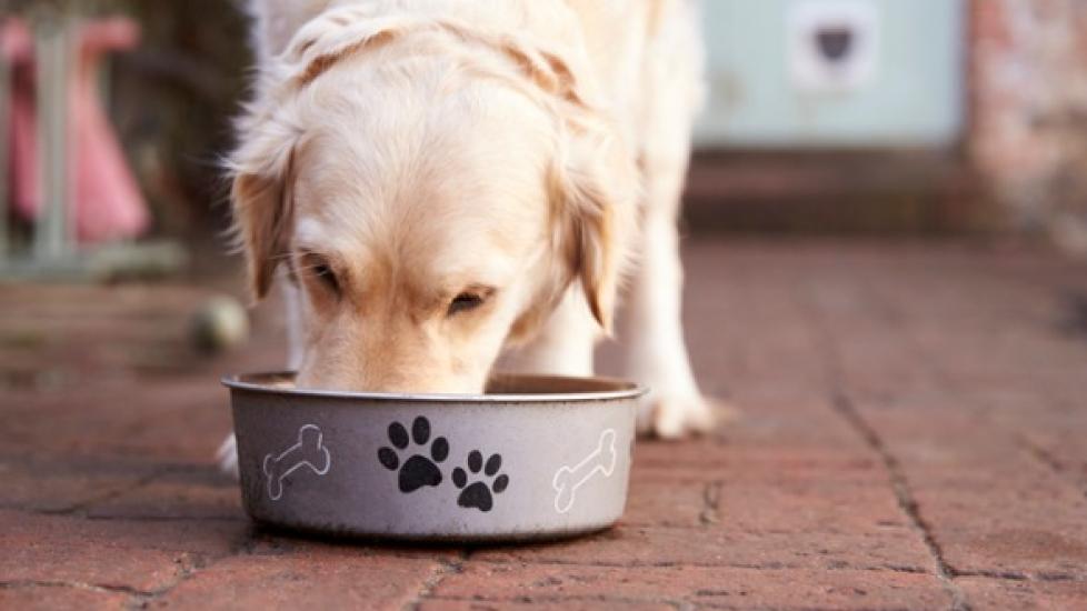 How to Tell if Your Dog Has Food Allergies