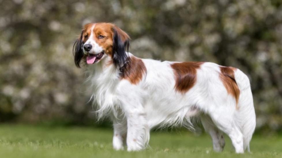 Nederlandse Kooikerhondje