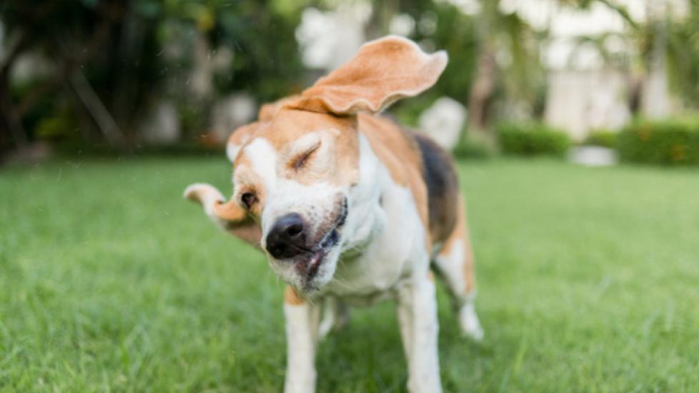 Head Shaking in Dogs: When to Worry