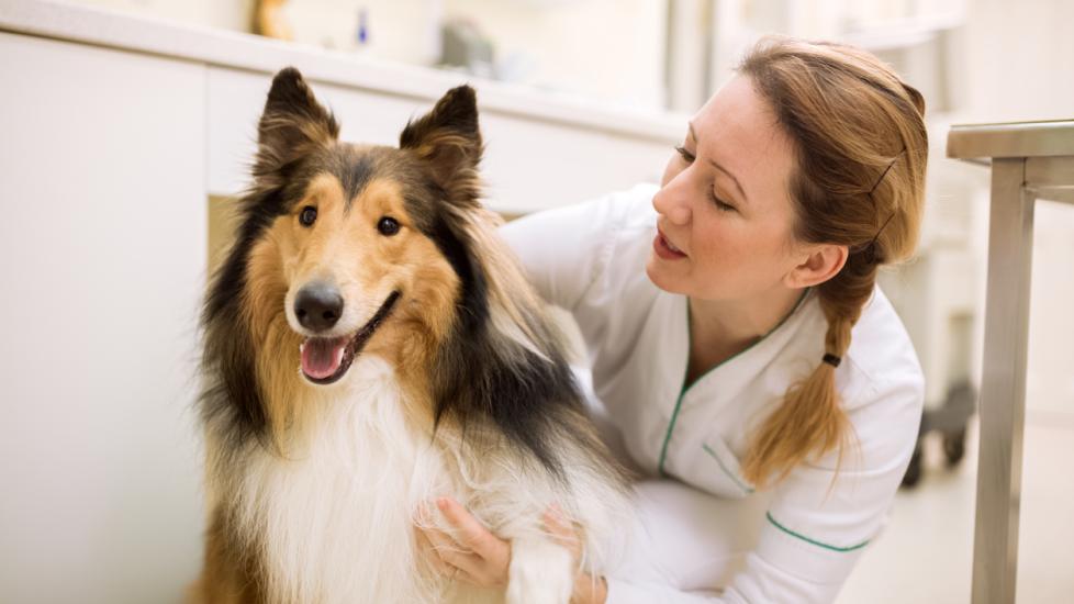woman petting a smiling rough collie