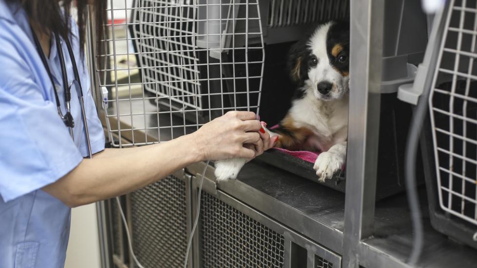 Mid adult woman working as a veterinary, taking care of a dog.