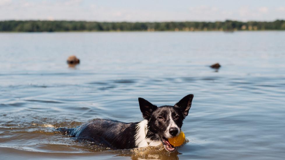Dog playing fetch on the beach of a lake with his ball