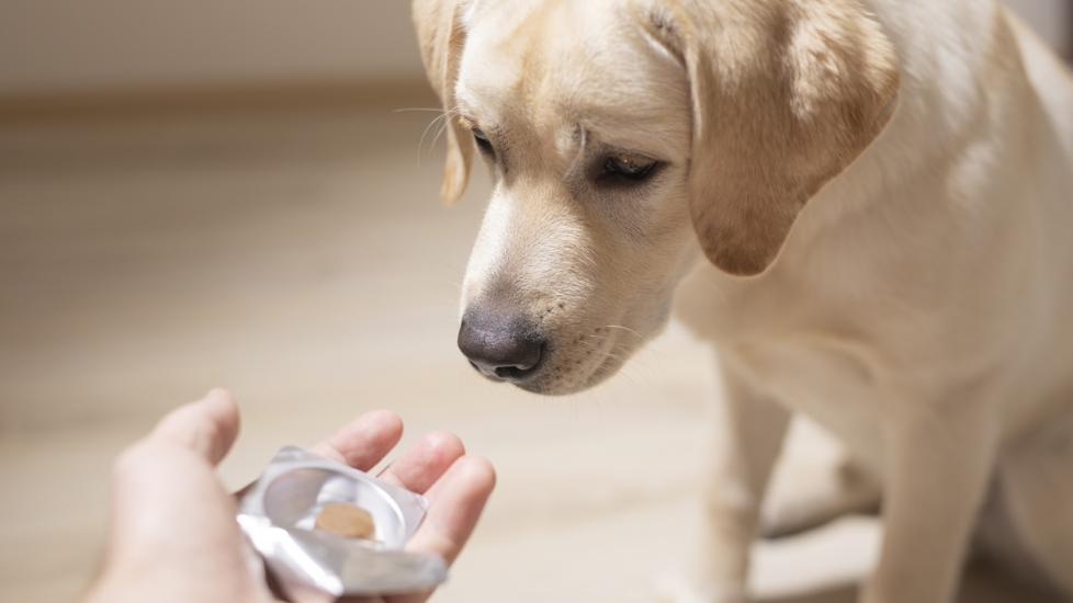 Man offering tablet to dog. Pet health care, veterinary drugs and treatments concept. Selective focus.