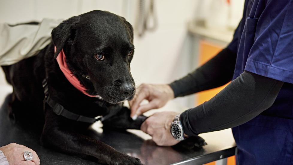 black lab being examined by a vet