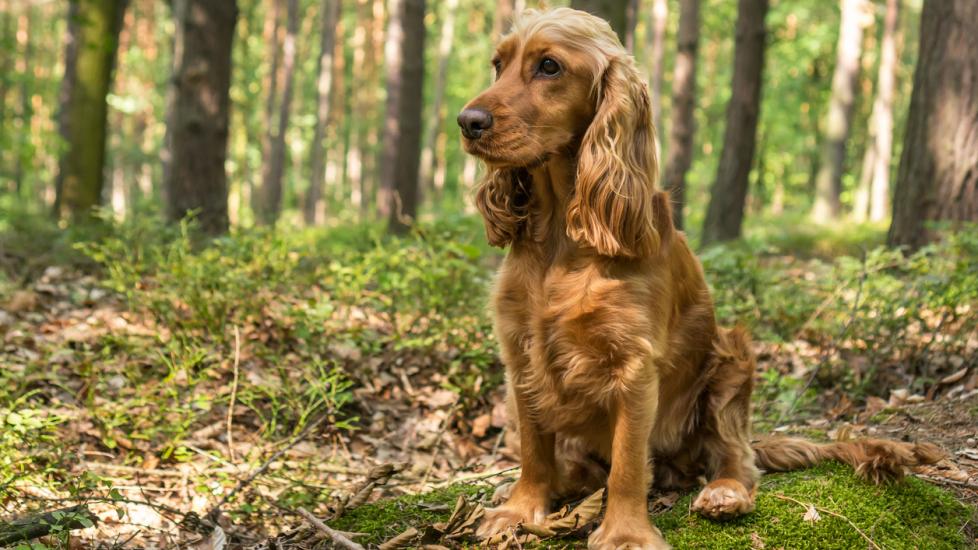 buff English Cocker Spaniel dog sitting on a hiking trail