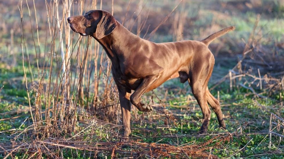 brown english pointer in the field