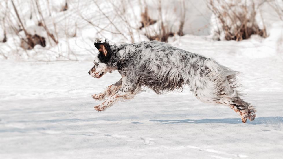 white and speckled english setter pouncing in snow