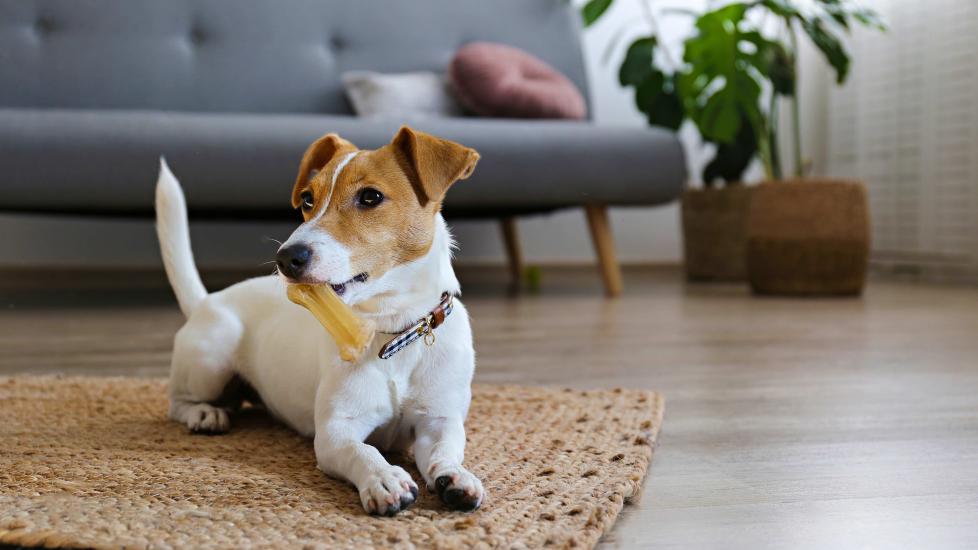brown and white jack russell terrier dog with a chew toy