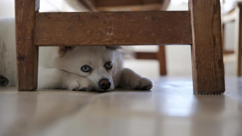 little white fluffy dog hiding under table chair scared