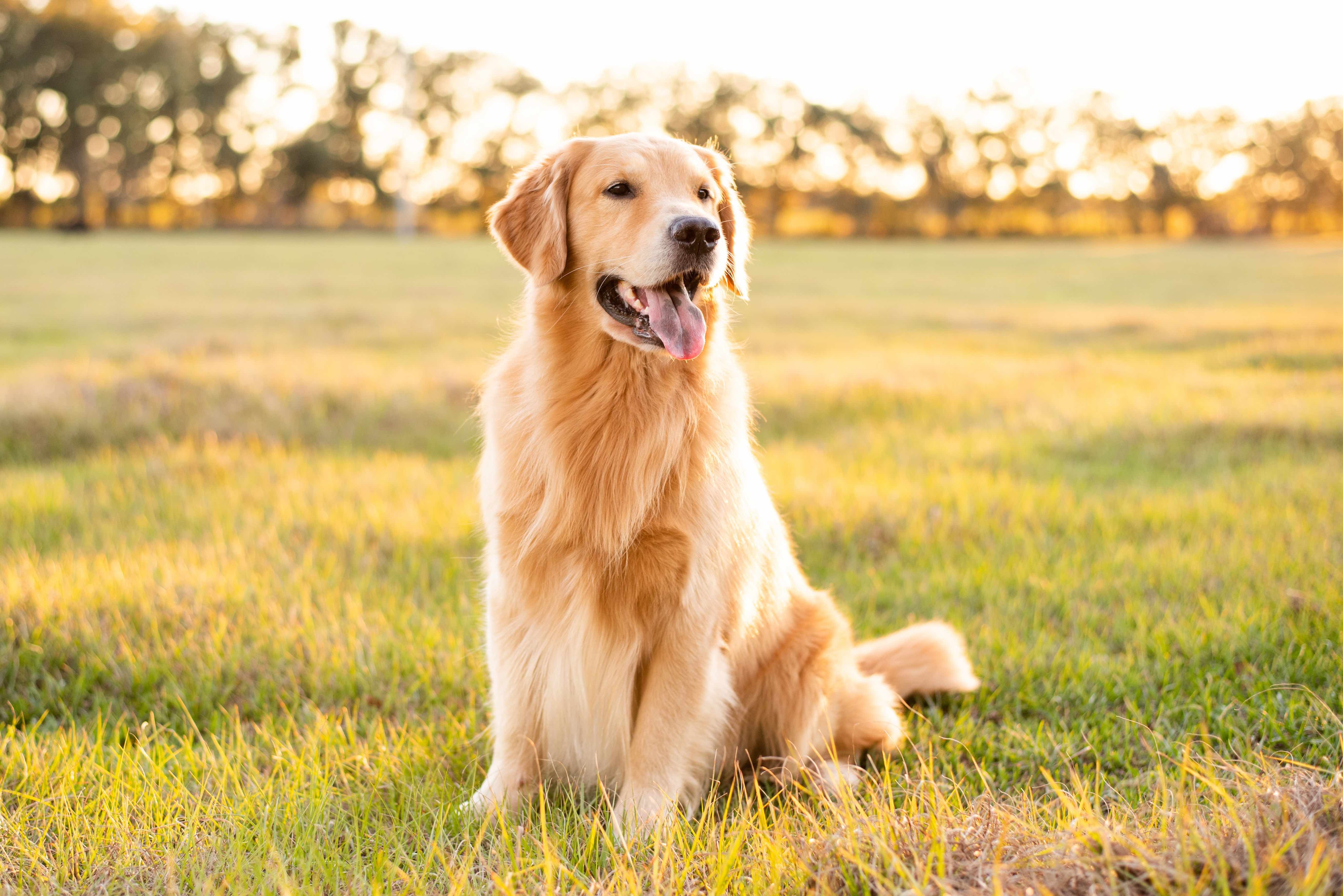 golden retriever sitting at golden hour