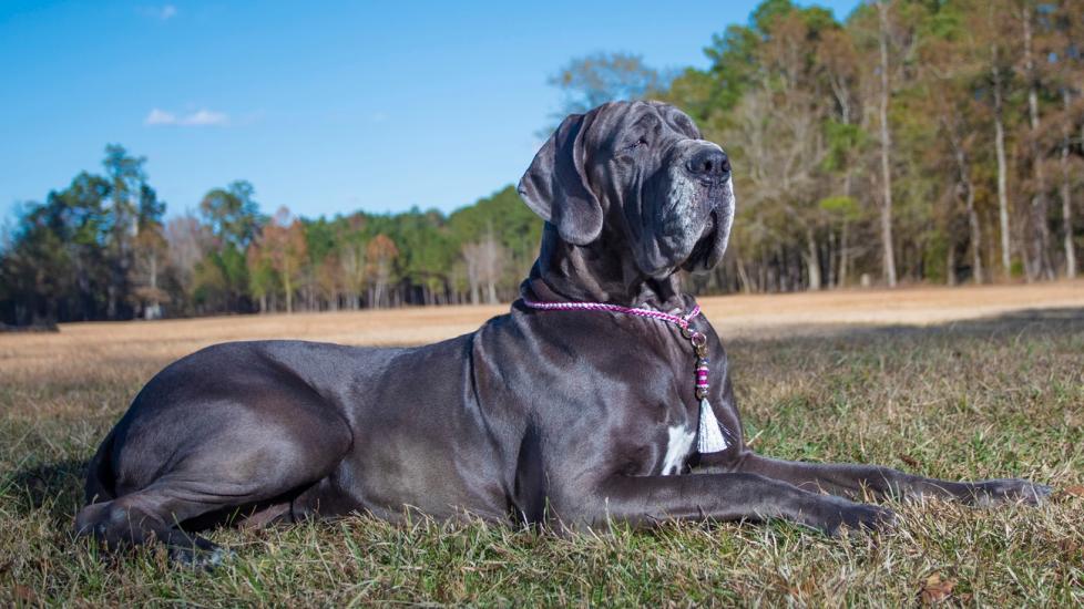 gray great dane lying in grass