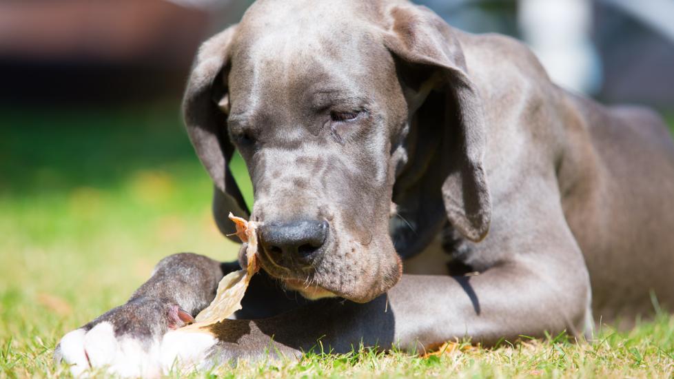 Great dane puppy is chewing at a pig's ear stock photo