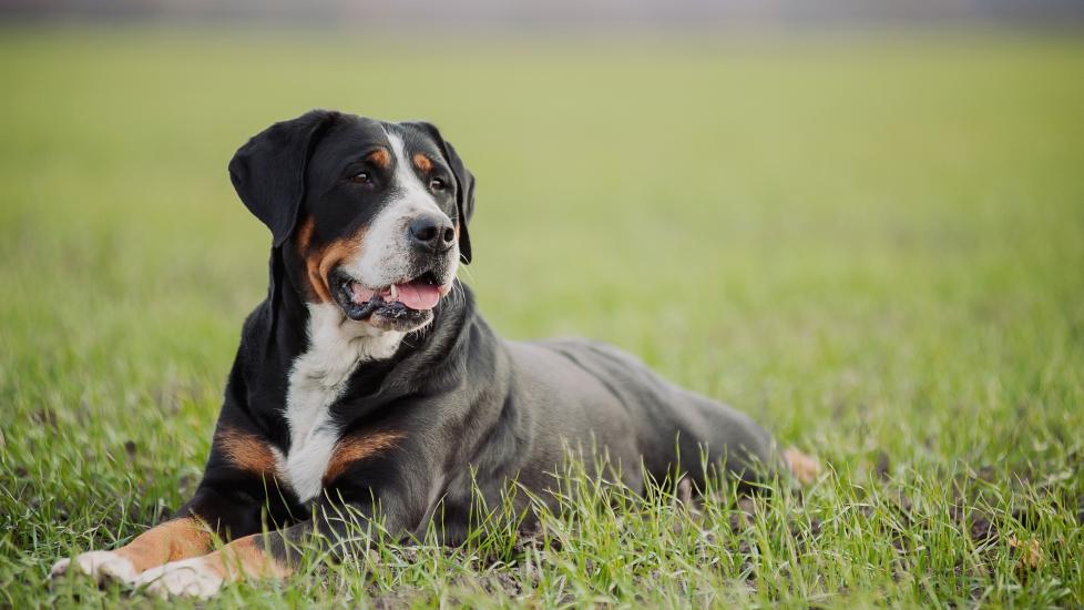 tricolor greater swiss mountain dog lying in grass