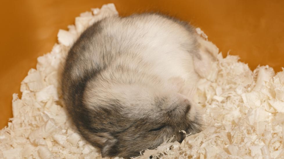 Hamster hibernating