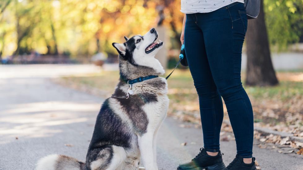 Side view image of beautiful male Siberian husky in the park