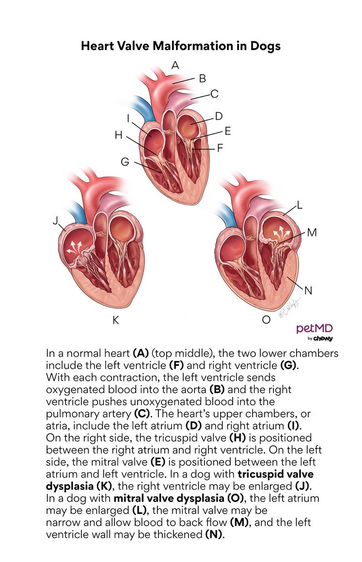 Heart Valve Malformation in Dogs